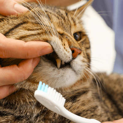 Pet Teeth Cleaning